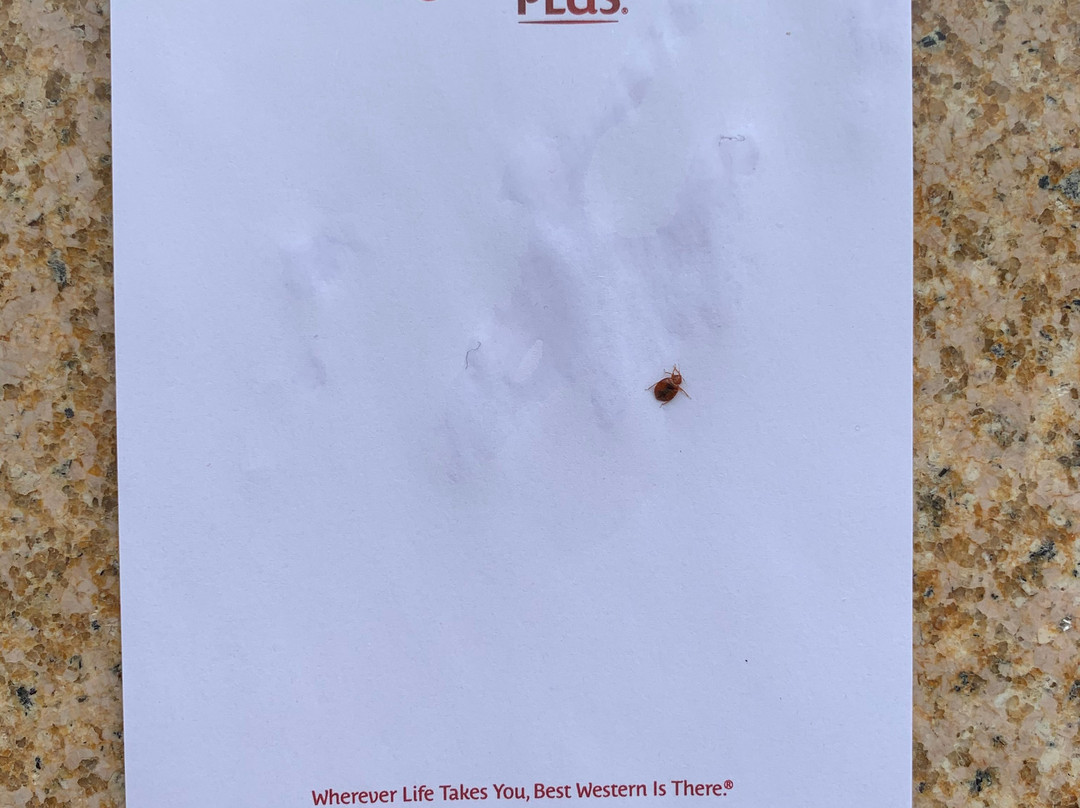 Baymont by Wyndham Marion, OH主图