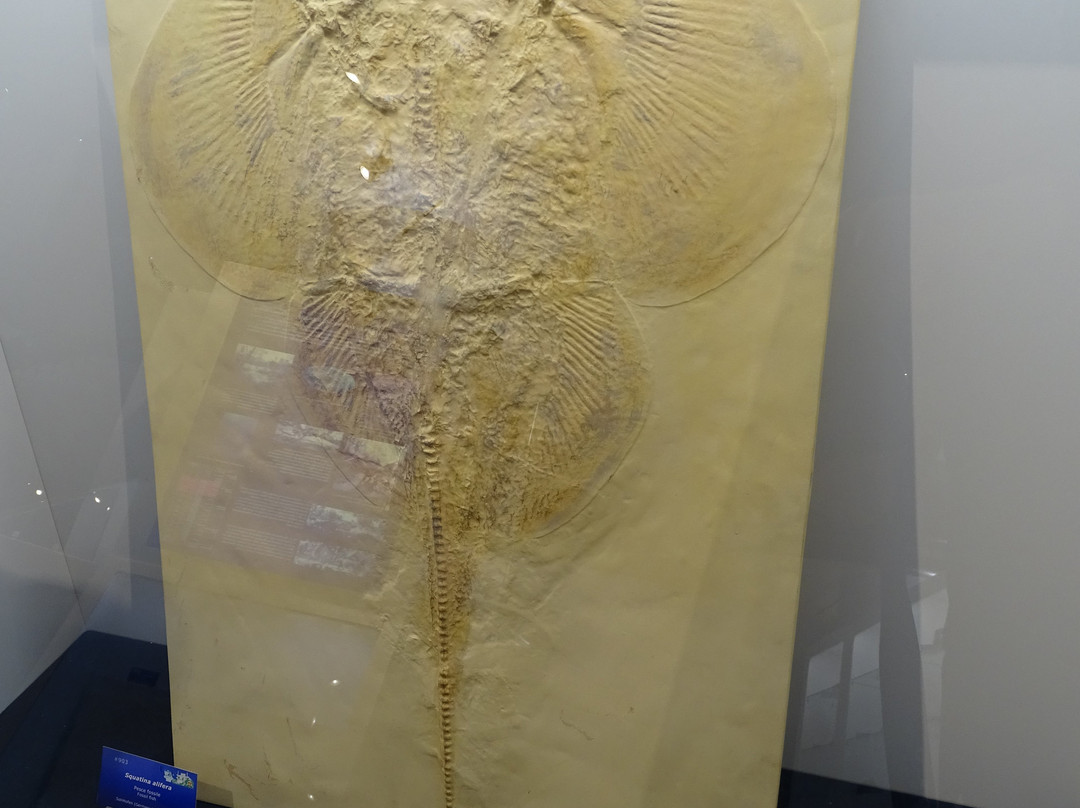 Museo Universitario景点图片