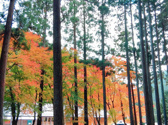 Aotama Shrine-多可町必去景点