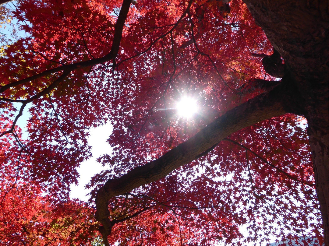 Saijosan Park Momiji Yama-肉粟市必去景点