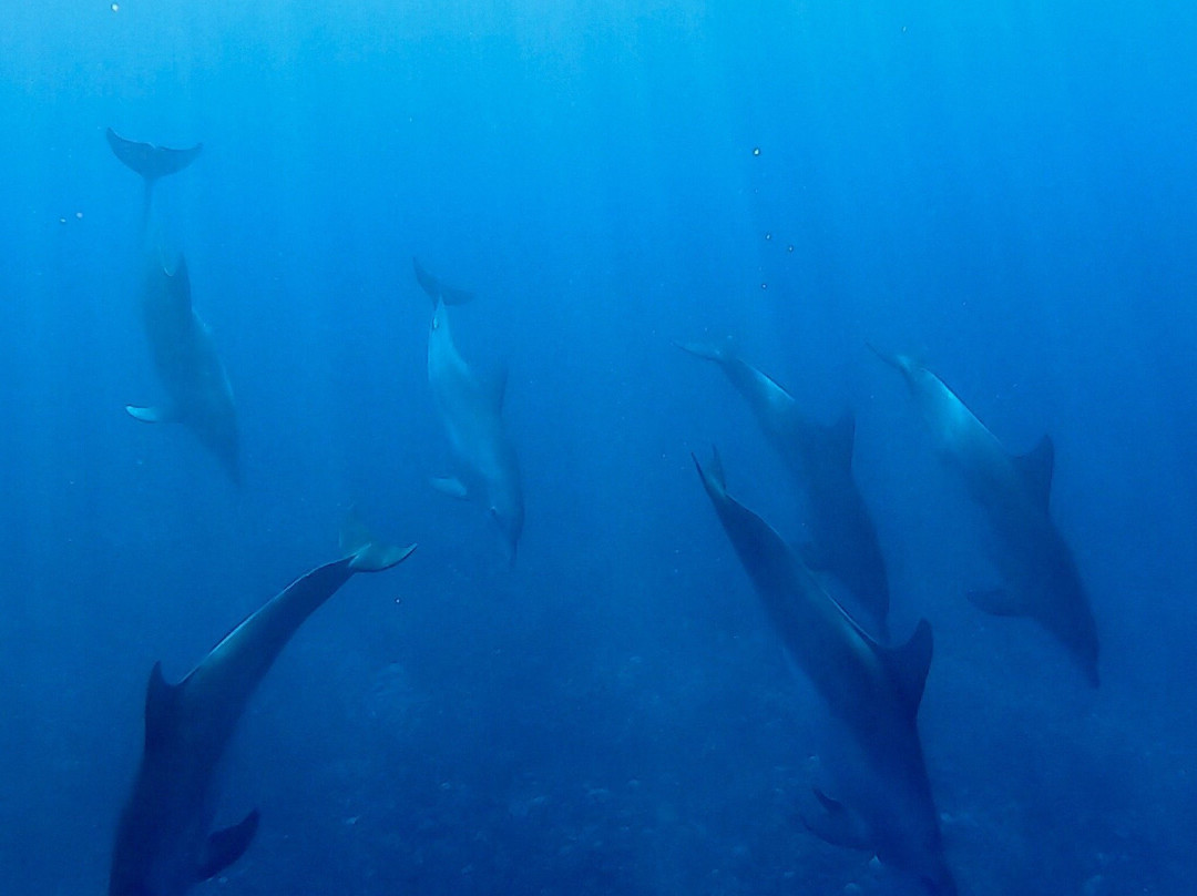 Scubananas Reunion Plongee-圣亮必去景点