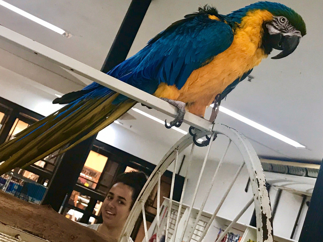 Road Shopping e Eventos-伊图必去景点