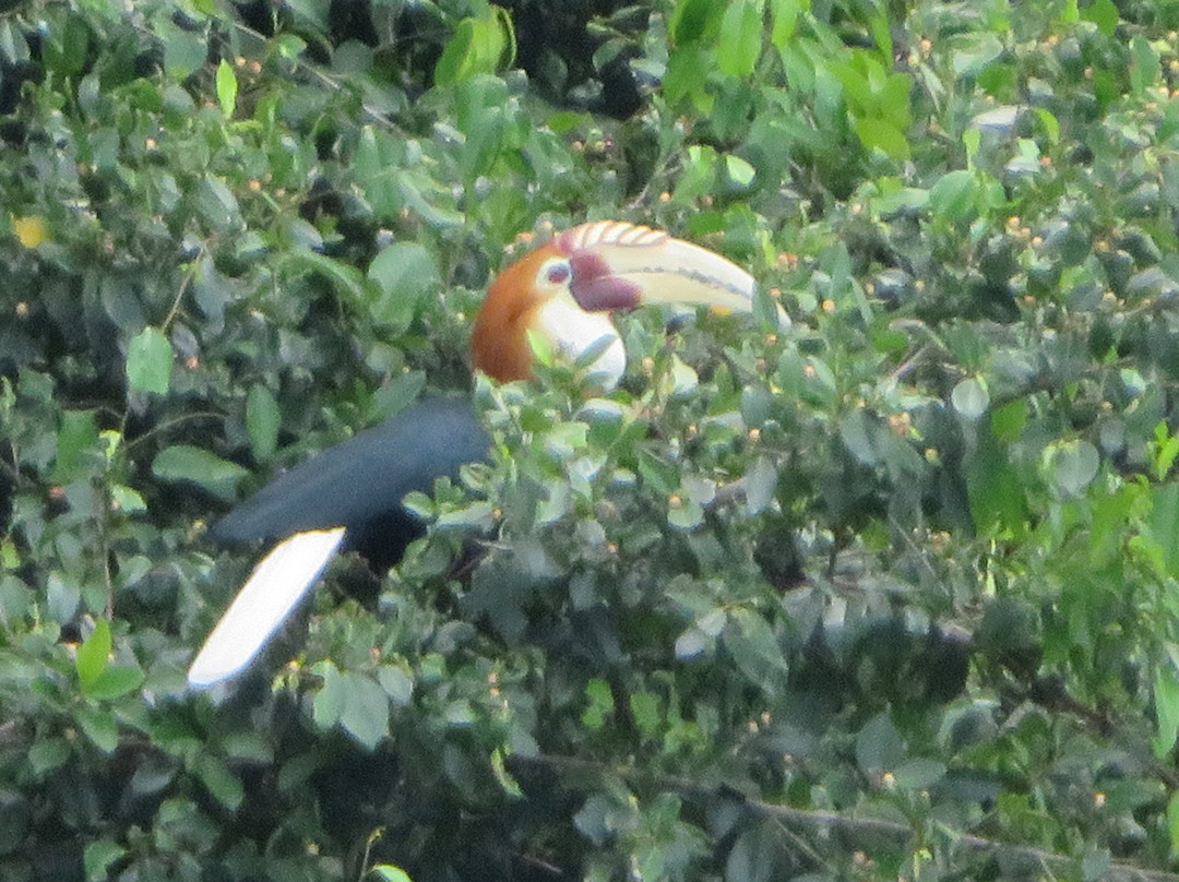 Kali Lemon Dive Resort主图