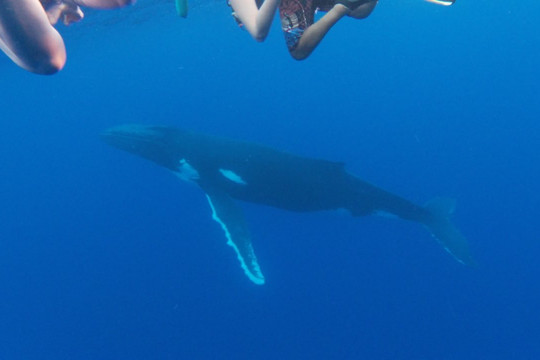 Tohora Bora Bora-瓦伊塔佩必去景点