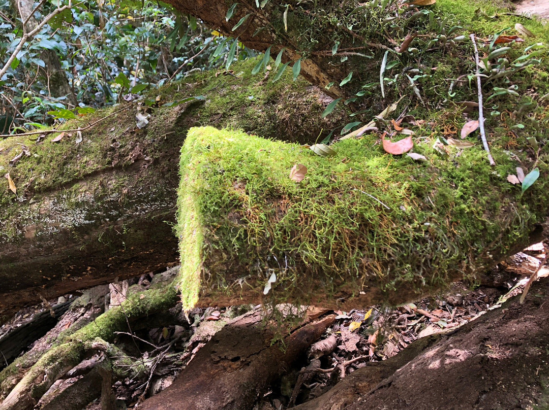 Border Ranges National Park景点图片