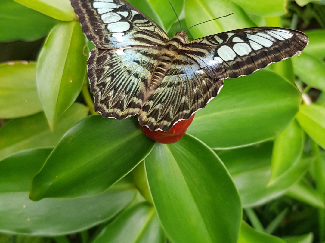 Private Guide in Chiang Mai-清迈必去景点