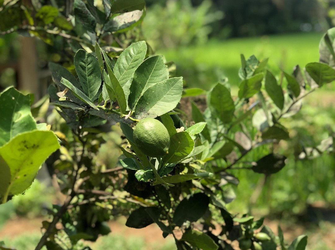 Umah Padi Bali Cooking Class-乌布必去景点