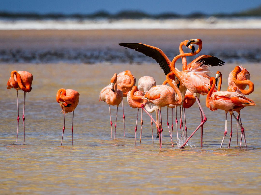 Bonaire Tours & Vacations-Kralendijk必去景点