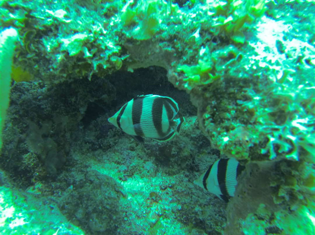 SeaPro Divers景点图片