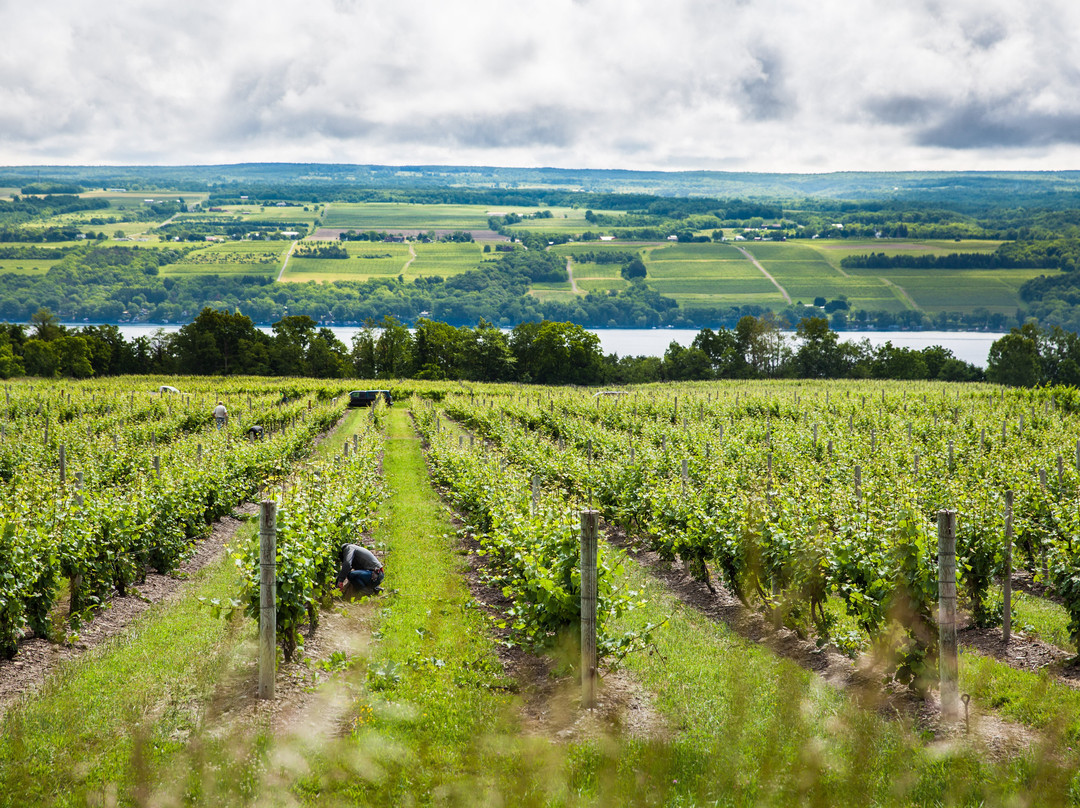 Seneca Lake Wine Trail-沃特金斯格伦必去景点
