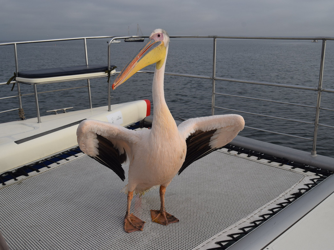 Mola Mola Safaris-华维斯湾必去景点