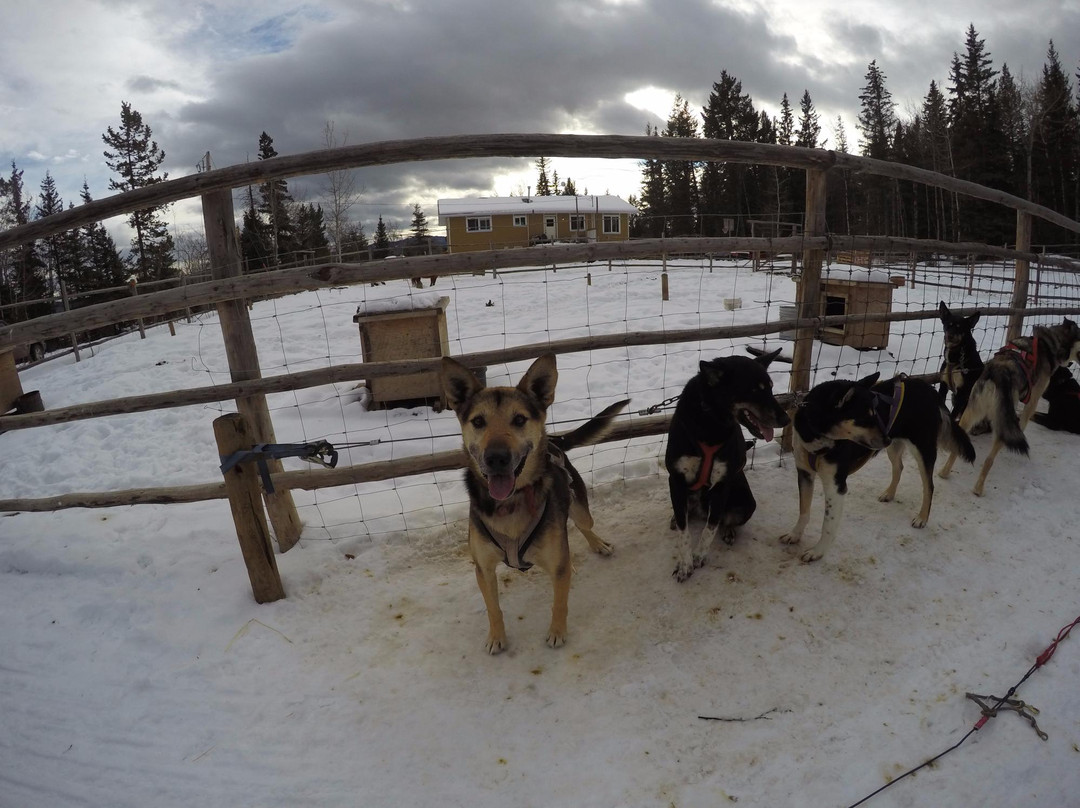 Dog Sled Tours.ca景点图片