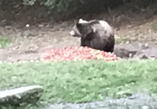 Wild Romania Travel-布拉索夫必去景点