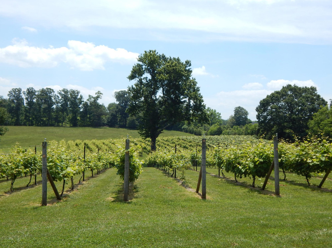 DeVault Vineyards景点图片