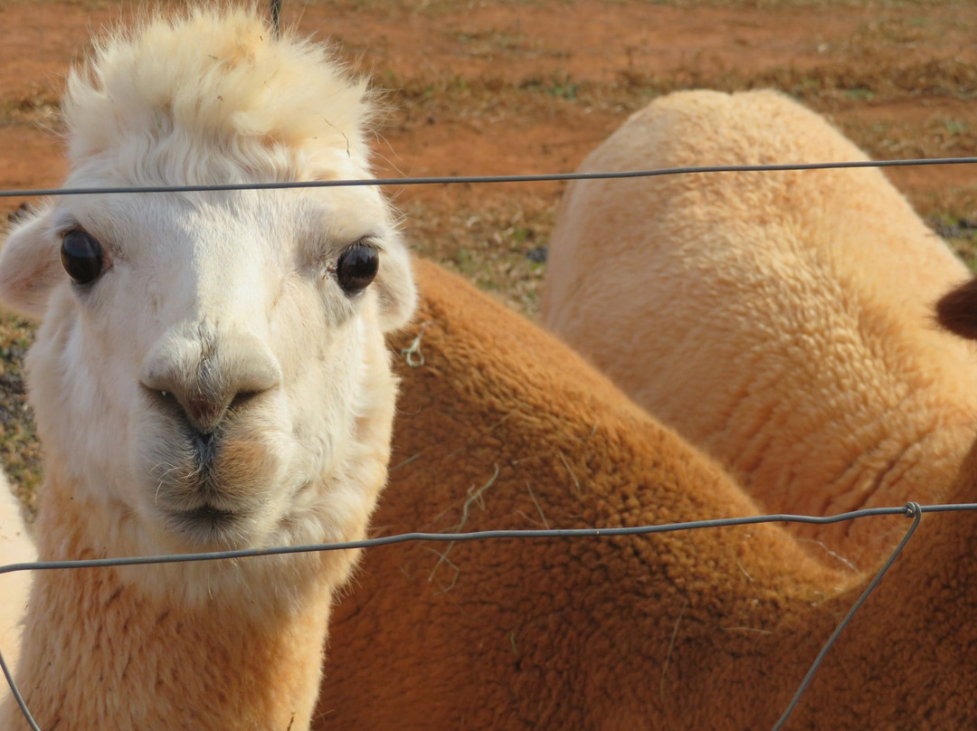 A Goode View Alpaca Farm景点图片