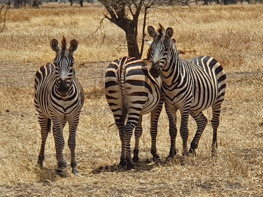 ​Rokini Tanzania Safaris景点图片