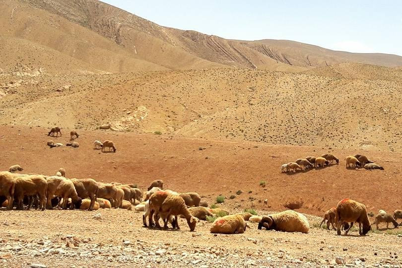 Excursions  vallée des roses-厄尔克拉莫戈纳必去景点