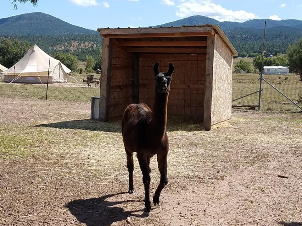 Bruzzi Vineyard-Young必去景点