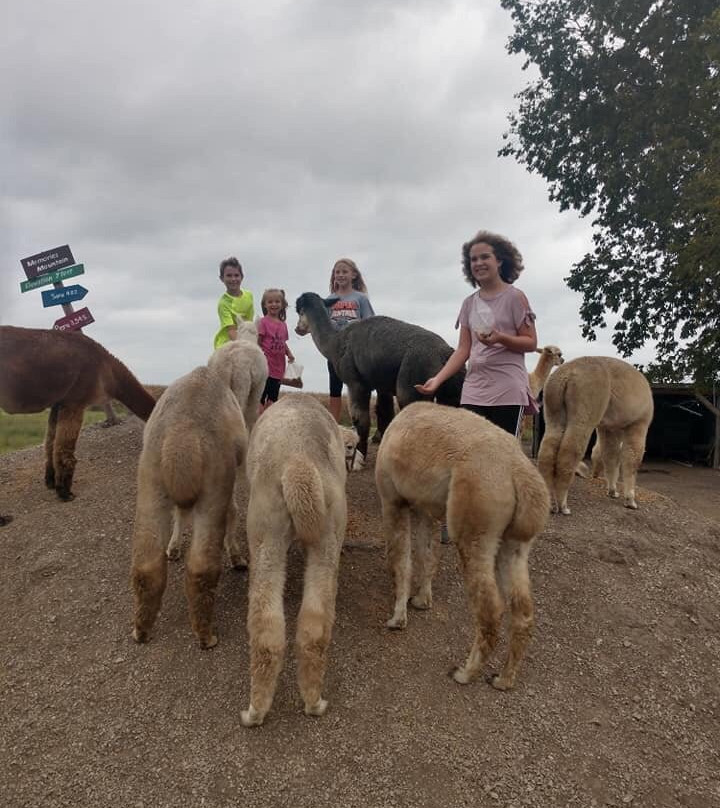 YaYa's Alpaca Farm-Garden City必去景点