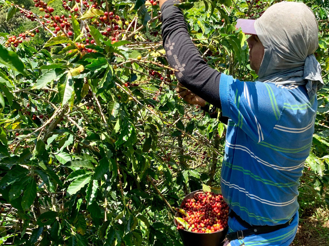 Finca Hotel Los Arrayanes主图