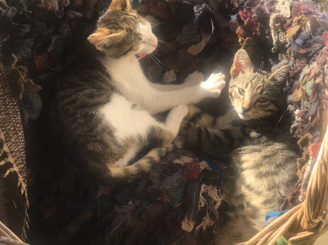 Agnantio Studios & Suites主图