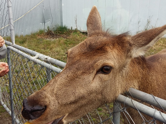 Geraldine Farm Tours-杰拉尔丁必去景点