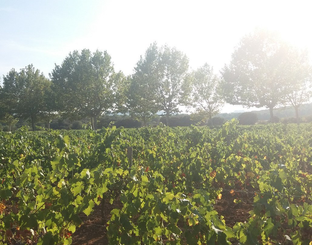 Domaine de Valdition景点图片