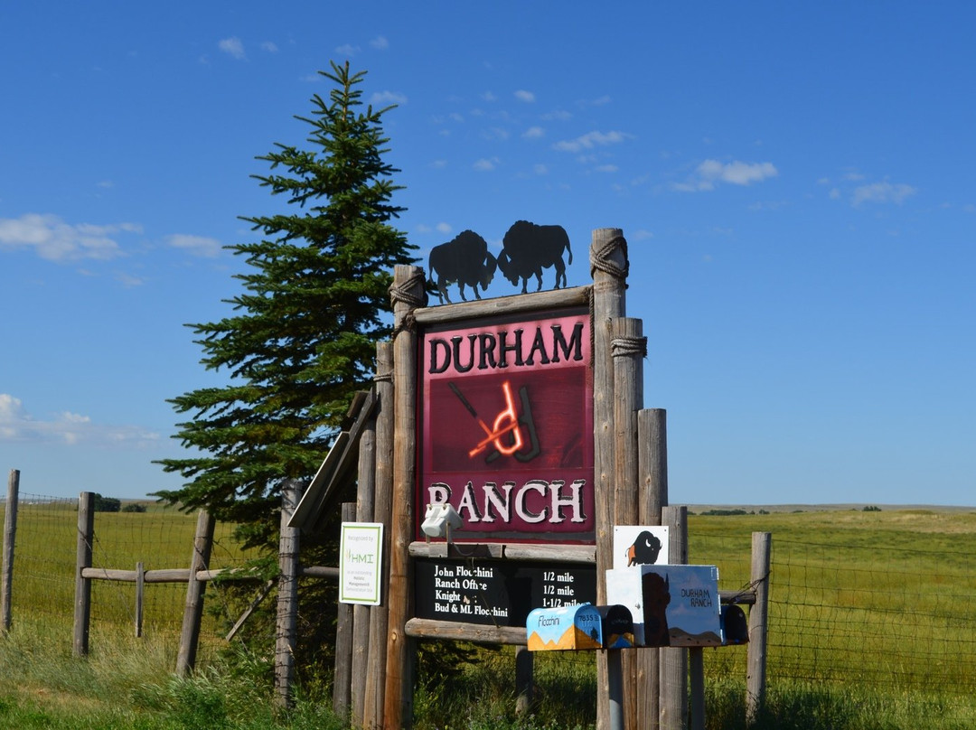 Durham Bison Ranch景点图片