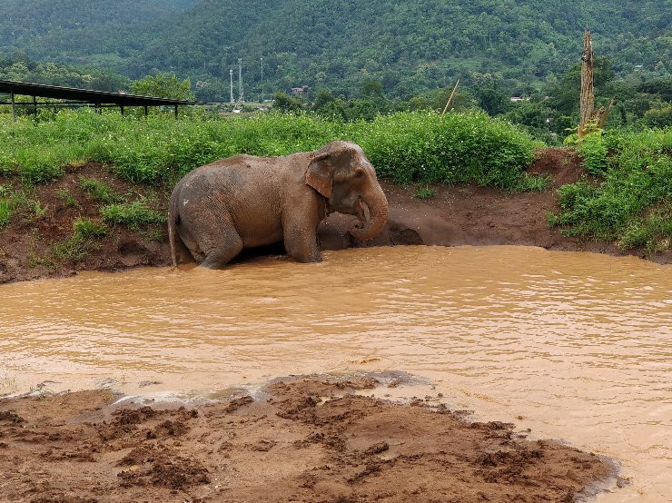 Happy Elephant Home景点图片