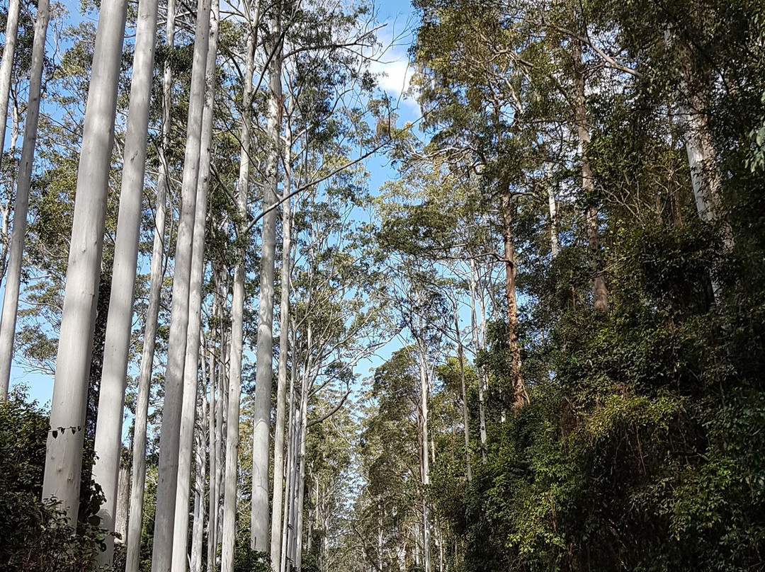 Yabbra National Park景点图片