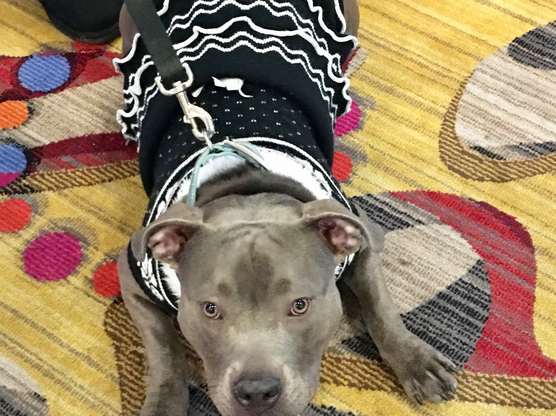 Best Western Gold Canyon Inn & Suites主图