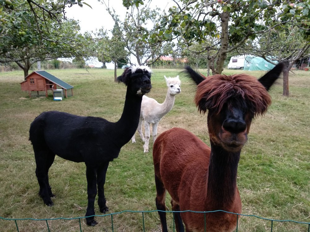 3 Alpacas主图