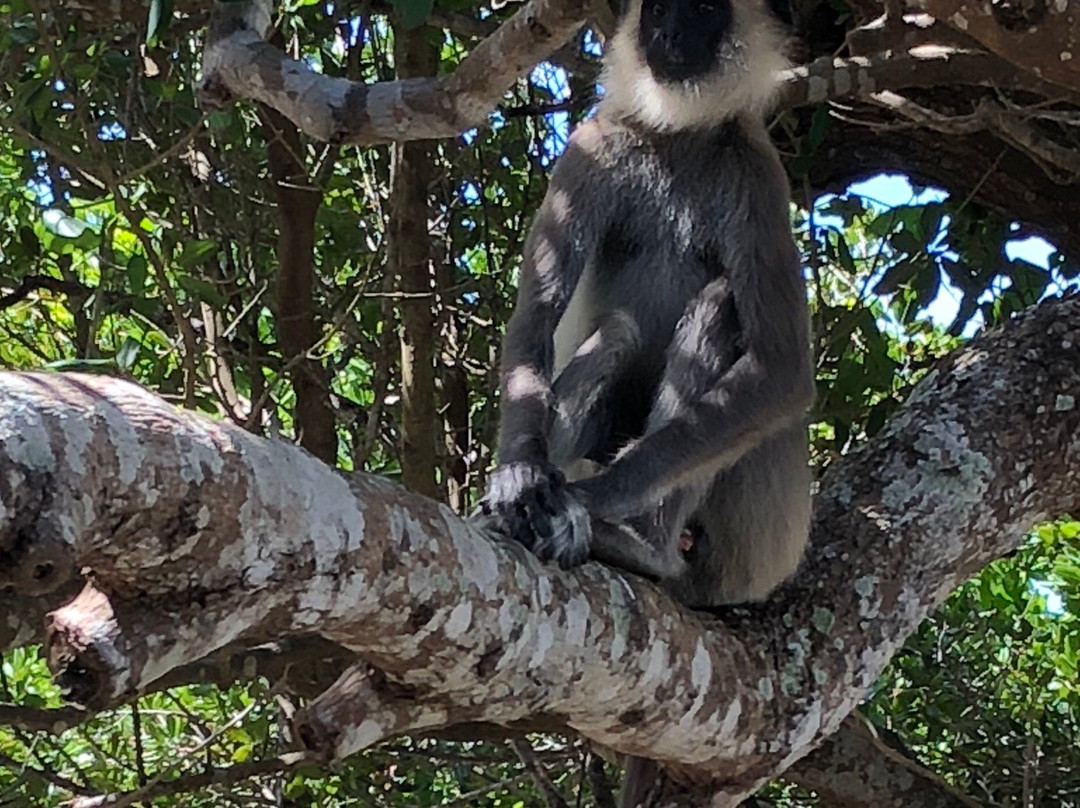 East Surf Cabanas主图