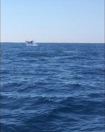 Rota Tropical-莫罗圣保罗必去景点