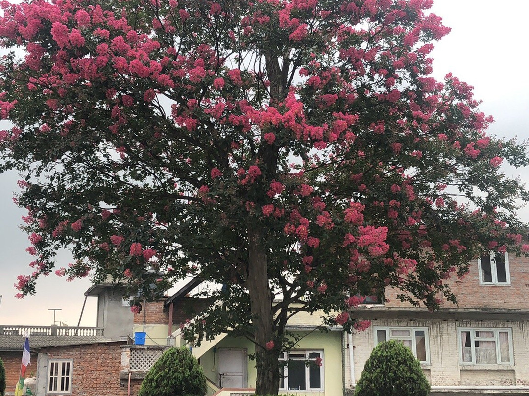 Kagyu Institute of Buddhist Studies-Kirtipur必去景点