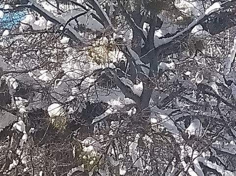 Cerro Chapelco-圣马丁德洛斯安第斯必去景点