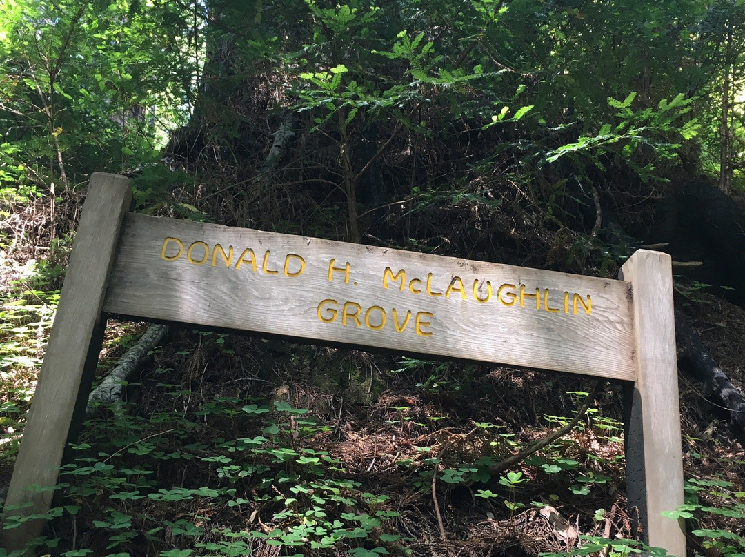 Tanbark Trail & Tin House-大苏尔必去景点