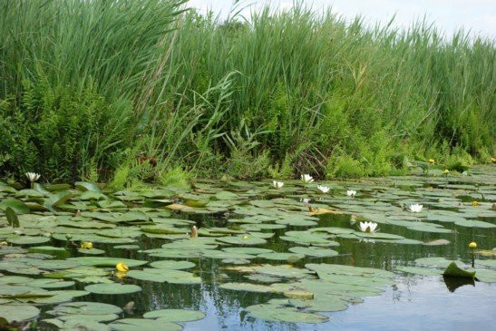 De Weerribben National Park-Overijssel Province必去景点