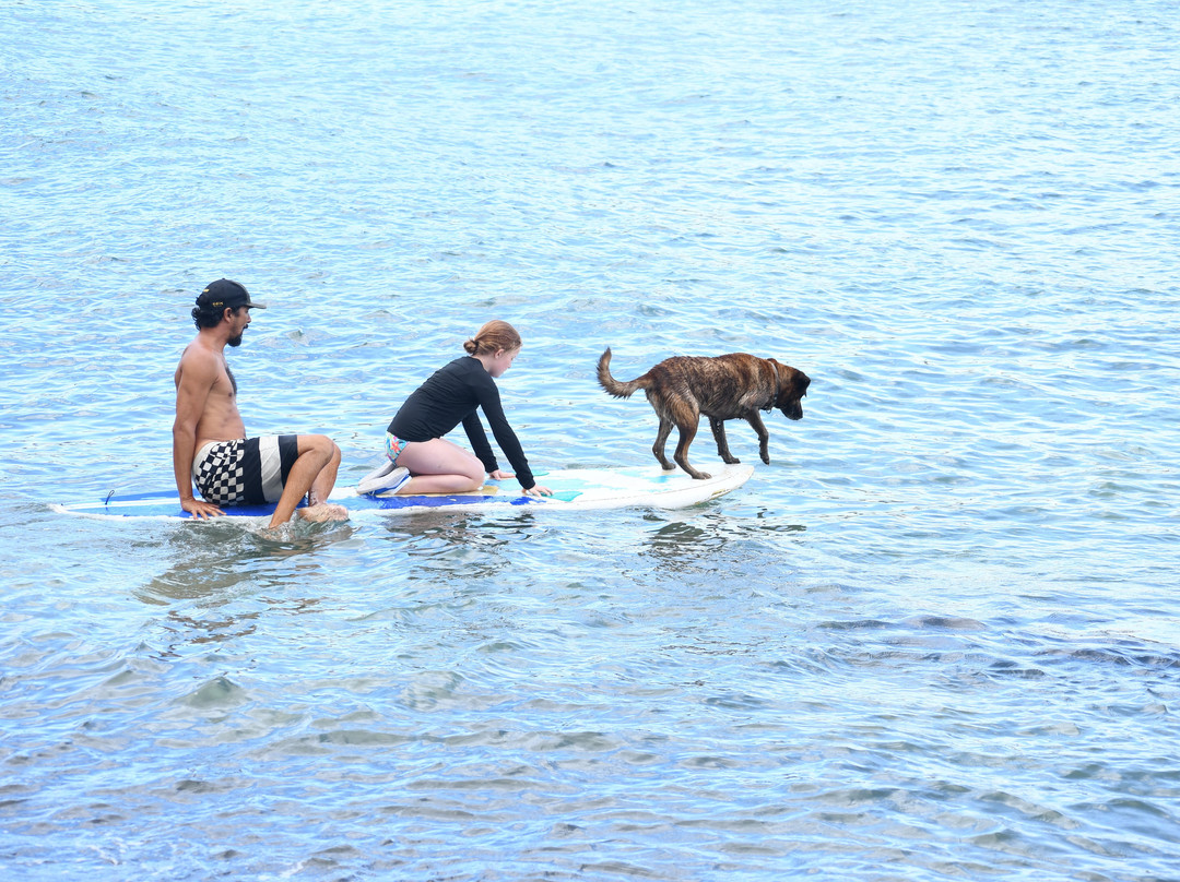 Hawaii Surf Dogs景点图片