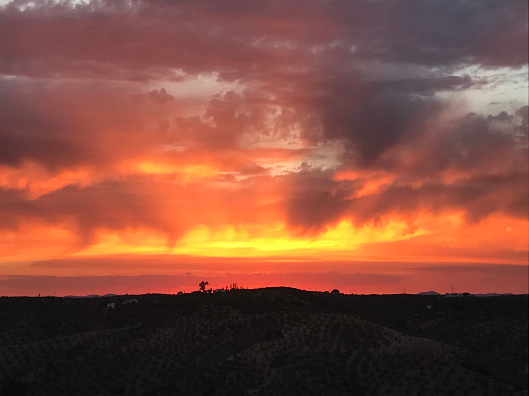 Olivetum Colina主图