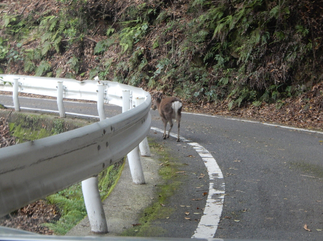 Seibu Trail景点图片