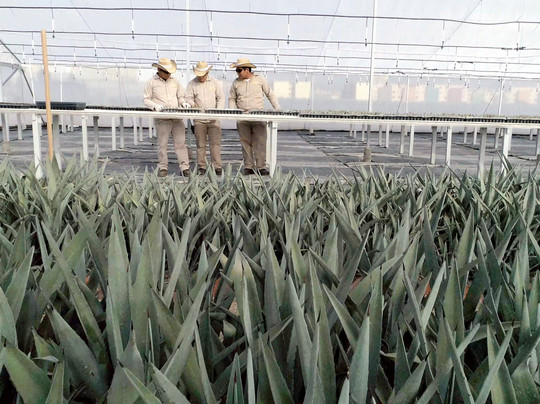 Tour Zignum-Tlacolula必去景点