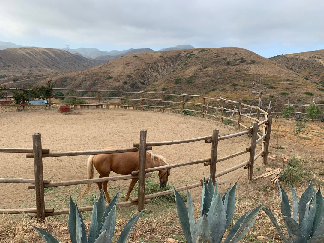 All the Pretty Horses of Baja - Rescue and Rides景点图片