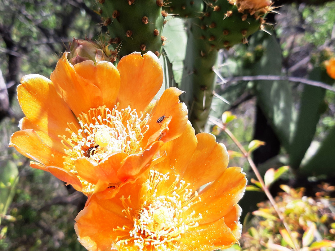 Ruta de los Dragos de Buracas-Las Tricias必去景点