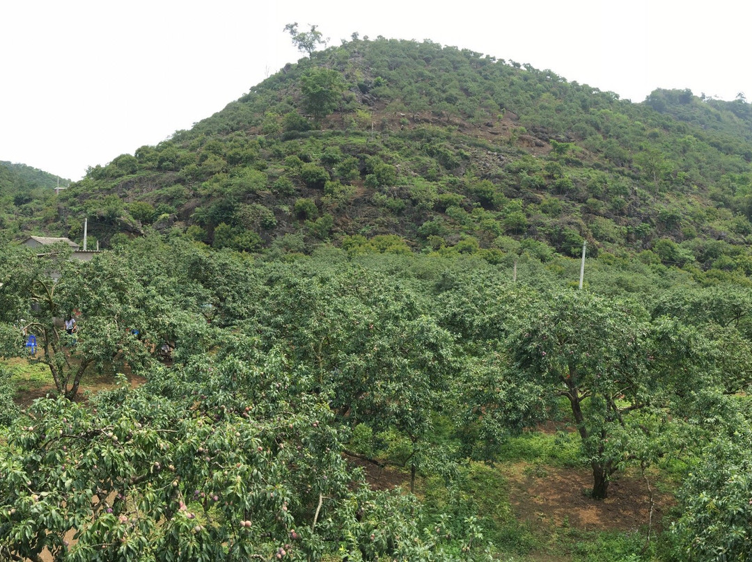 Moc Chau Plateau-Moc Chau必去景点