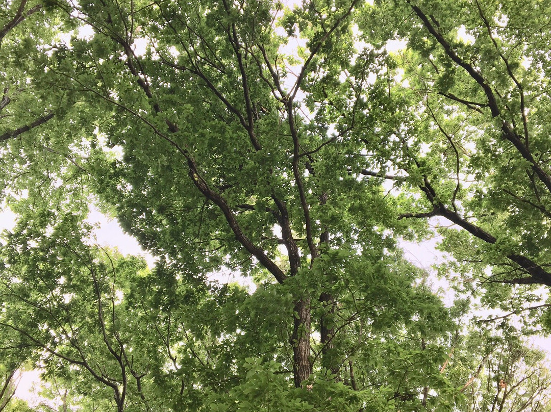 Higashimatsuyama Peony Garden-东松山市必去景点