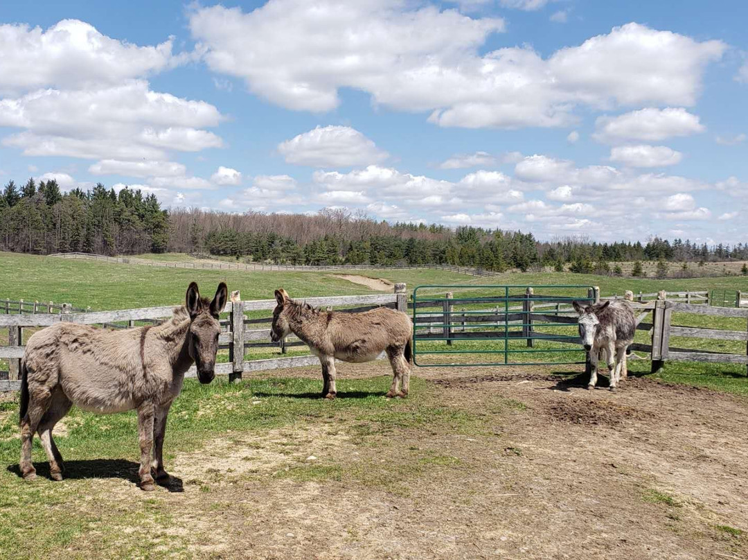 Donkey Sanctuary Of Canada景点图片