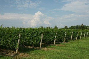 Paglione Estate Winery景点图片