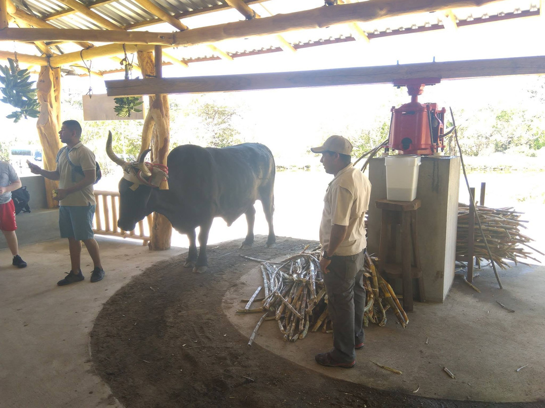 Roadrunner Transfers Costa Rica-塔马林多必去景点