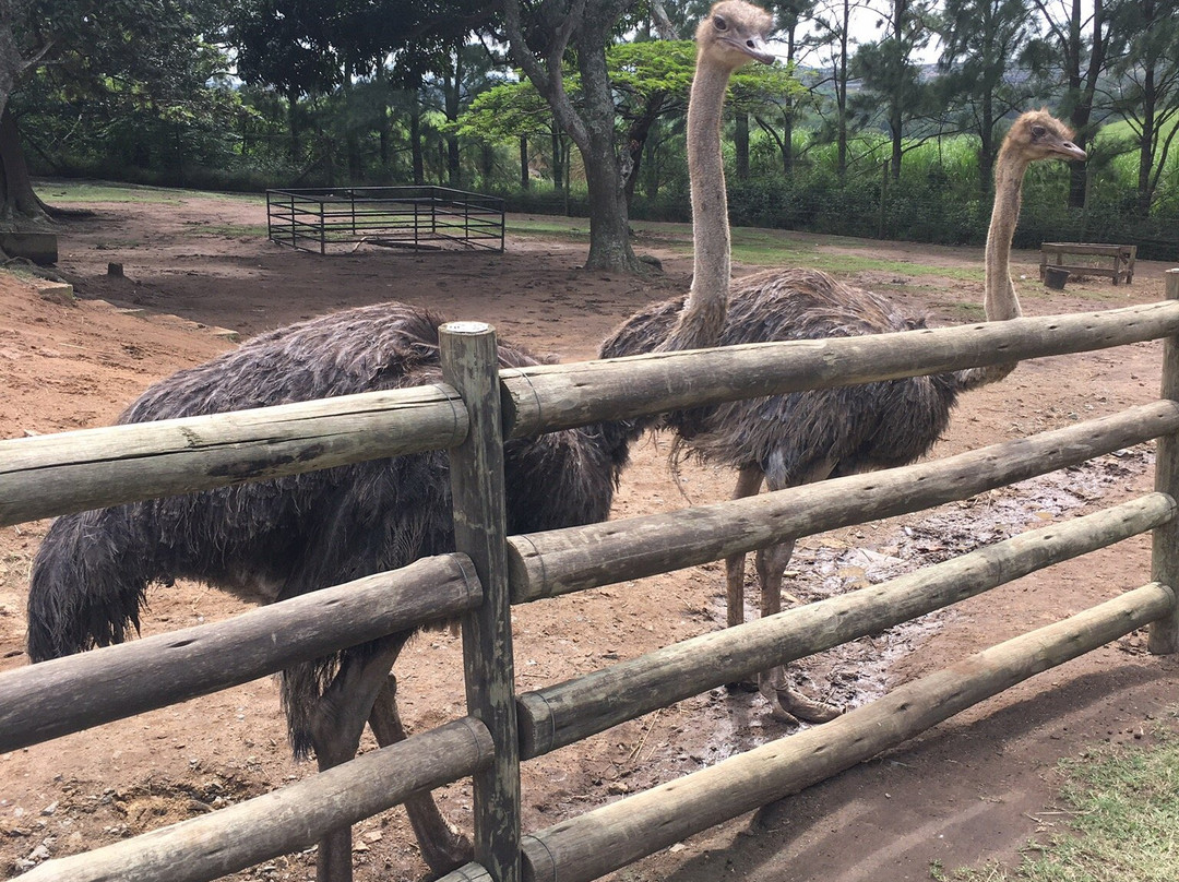 Flag Animal Farm-塩石必去景点